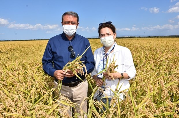 Vali Hasan Şıldak: “Dünyanın En Kaliteli Pirincini Üretiyoruz”