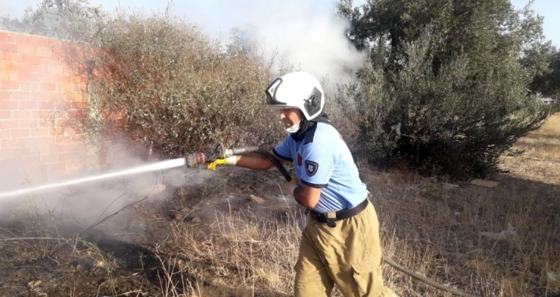 Burhaniye’de ot yangını zeytin ağaçlarına zarar verdi