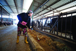 İstanbul’daki işini bırakan psikolog Burhaniye’de süt çiftliği kurdu