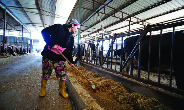 İstanbul’daki işini bırakan psikolog Burhaniye’de süt çiftliği kurdu